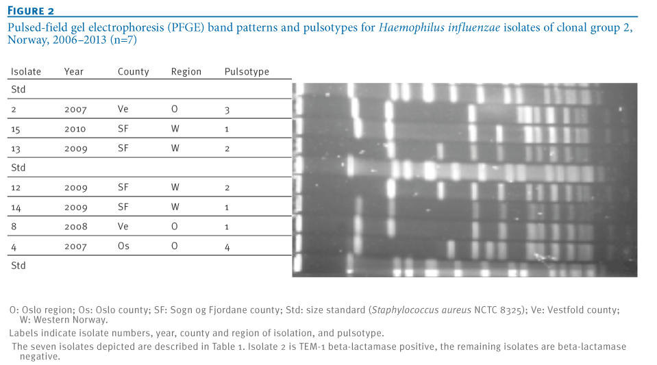 pbp3 gene purpose
